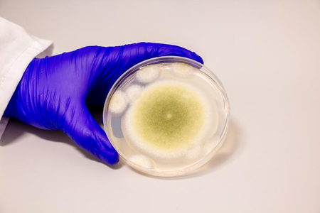 American researchers made cancer from dangerous fungus