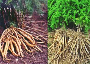 Asparagus: Ayurveda boon for every woman