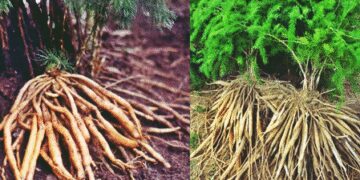 Asparagus: Ayurveda boon for every woman