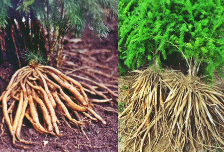 Asparagus: Ayurveda boon for every woman
