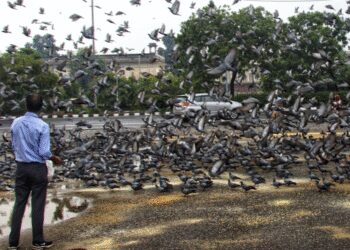 Delhi: NGT strict on the practice of pouring pigeons on pavement