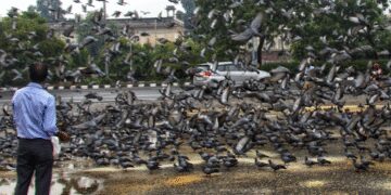 Delhi: NGT strict on the practice of pouring pigeons on pavement