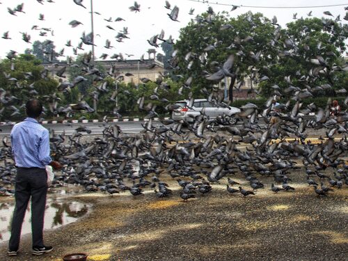 Delhi: NGT strict on the practice of pouring pigeons on pavement