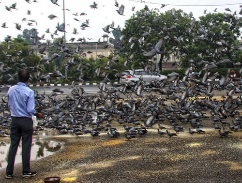 Delhi: NGT strict on the practice of pouring pigeons on pavement