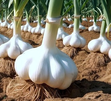 क्या आप जानते हैं? लहसुन है हार्ट के लिए