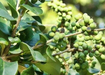 Guggul, the invaluable legacy of Ayurveda, helpful in fighting many diseases