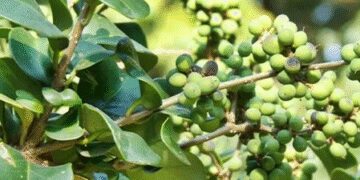 Guggul, the invaluable legacy of Ayurveda, helpful in fighting many diseases