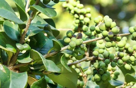 Guggul, the invaluable legacy of Ayurveda, helpful in fighting many diseases