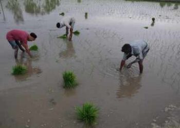Impact of good monsoon, income of agriculture related sectors will increase by 10-15 percent