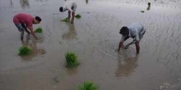 Impact of good monsoon, income of agriculture related sectors will increase by 10-15 percent