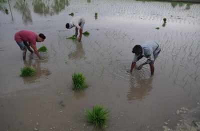 Impact of good monsoon, income of agriculture related sectors will increase by 10-15 percent