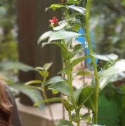 'Insulin plant', a special friend of diabetic patients, the features are countless in this