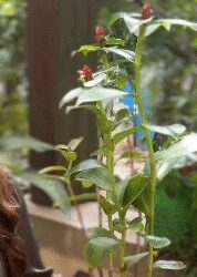 'Insulin plant', a special friend of diabetic patients, the features are countless in this