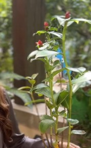 'Insulin plant', a special friend of diabetic patients, the features are countless in this