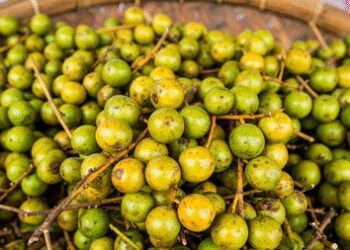 Large properties of small labhir, taste like this 'Indian cherry'