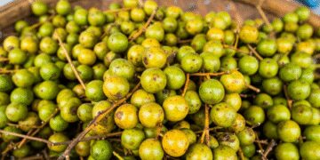 Large properties of small labhir, taste like this 'Indian cherry'
