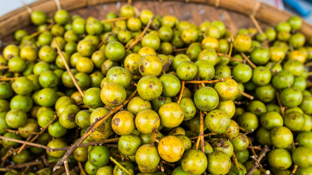Large properties of small labhir, taste like this 'Indian cherry'