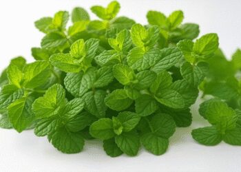 Mint: Treasure of health in summer, cool and refreshed