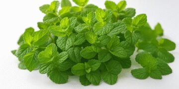 Mint: Treasure of health in summer, cool and refreshed