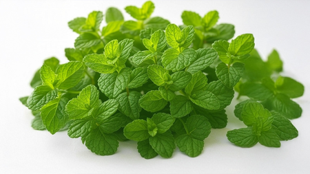 Mint: Treasure of health in summer, cool and refreshed