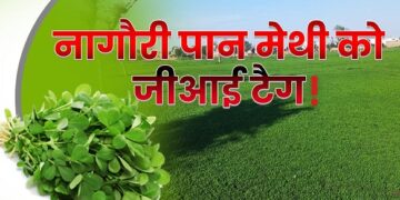 Nagauri Paan Methi gets space in the schedule of the Indian Masala Board