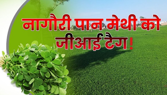 Nagauri Paan Methi gets space in the schedule of the Indian Masala Board