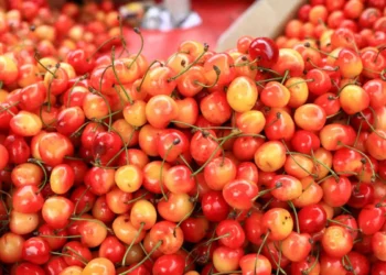 Now people of Saudi Arabia and UAE will taste the taste of the cherry of Kashmir, the first batch departs