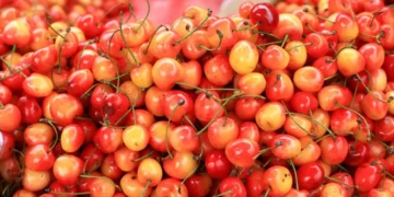 Now people of Saudi Arabia and UAE will taste the taste of the cherry of Kashmir, the first batch departs