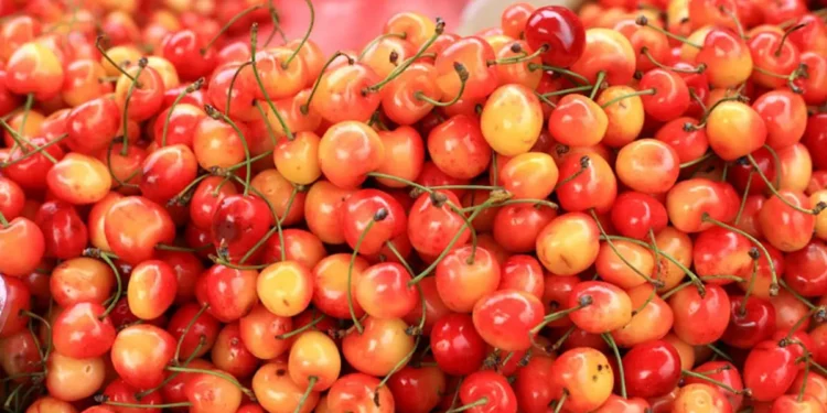 Now people of Saudi Arabia and UAE will taste the taste of the cherry of Kashmir, the first batch departs