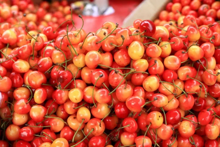 Now people of Saudi Arabia and UAE will taste the taste of the cherry of Kashmir, the first batch departs