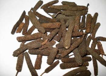 Pippali is 'immunity booster', you will be surprised to know about its properties!