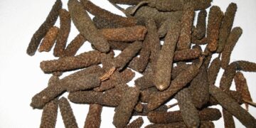 Pippali is 'immunity booster', you will be surprised to know about its properties!