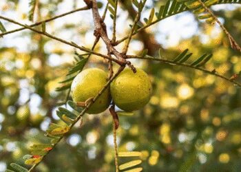 Production of horticulture crops in India is estimated to increase by about 3.7 percent in 2024-25