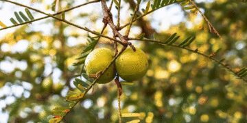 Production of horticulture crops in India is estimated to increase by about 3.7 percent in 2024-25