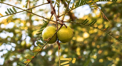 Production of horticulture crops in India is estimated to increase by about 3.7 percent in 2024-25
