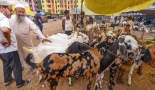 Sambhal: Bakrid is not allowed to sacrifice animals in the open, DM said- action will be taken against those who do not accept orders