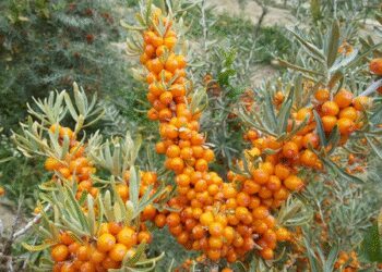 'Sea Bakthorne' small fruit but big benefits, know its health benefits