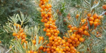 'Sea Bakthorne' small fruit but big benefits, know its health benefits