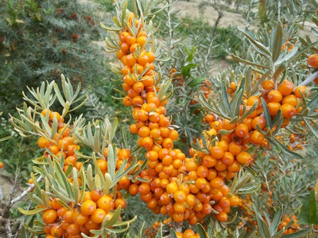'Sea Bakthorne' small fruit but big benefits, know its health benefits