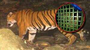 Successful tiger rescue in Mardu village of Ranchi, closed in cage after 14 hours of operation