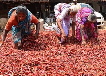 तमिलनाडु: रामनाथपुरम में मिर्च किसानों को बेमौसम बारिश से भारी नुकसान