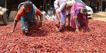 तमिलनाडु: रामनाथपुरम में मिर्च किसानों को बेमौसम बारिश से भारी नुकसान
