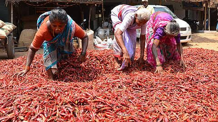 तमिलनाडु: रामनाथपुरम में मिर्च किसानों को बेमौसम बारिश से भारी नुकसान