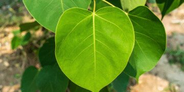 World Environment Day: Earth's protector is a special friend of human