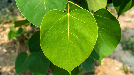 World Environment Day: Earth's protector is a special friend of human