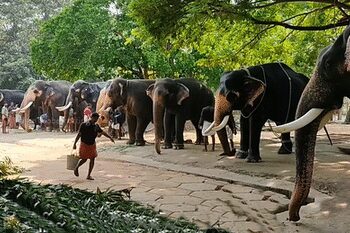 31-day medical therapy being given to Guruvayur elephants, claim-on rejuvenation