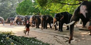 31-day medical therapy being given to Guruvayur elephants, claim-on rejuvenation