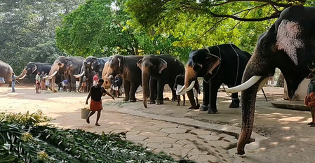 31-day medical therapy being given to Guruvayur elephants, claim-on rejuvenation