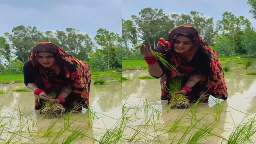 Anjana Singh was seen planting paddy in a water -filled field, fans started saying the daughter of the farmer