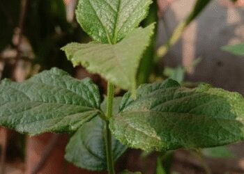 Another name of relief 'Harsingar', not one or two, leaves many problems